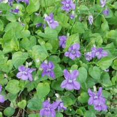 Des images de diff�rentes plantes